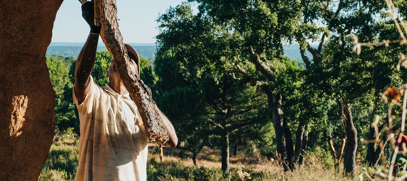 The Sustainable Cycle of Cork Harvesting