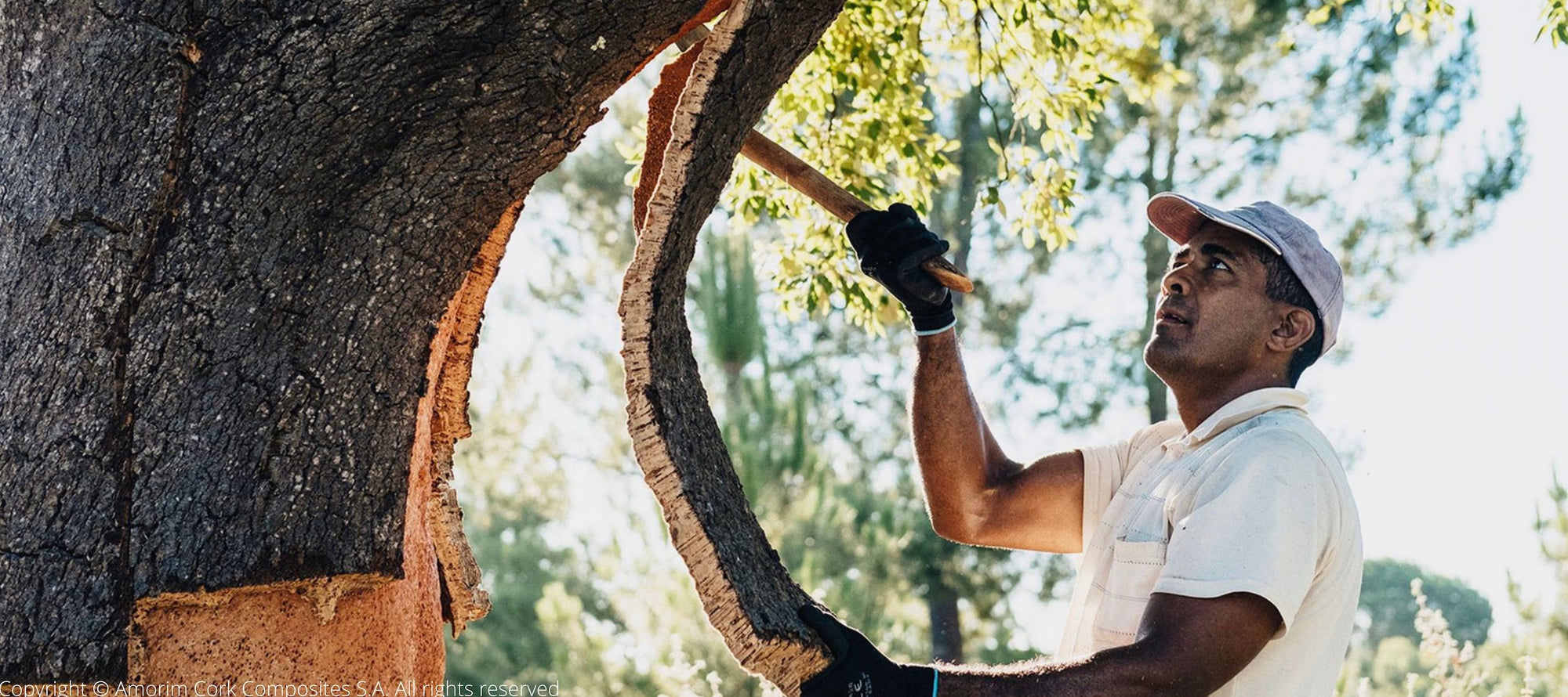 Cork Harvesting for Cork Insoles and Hotel Slippers
