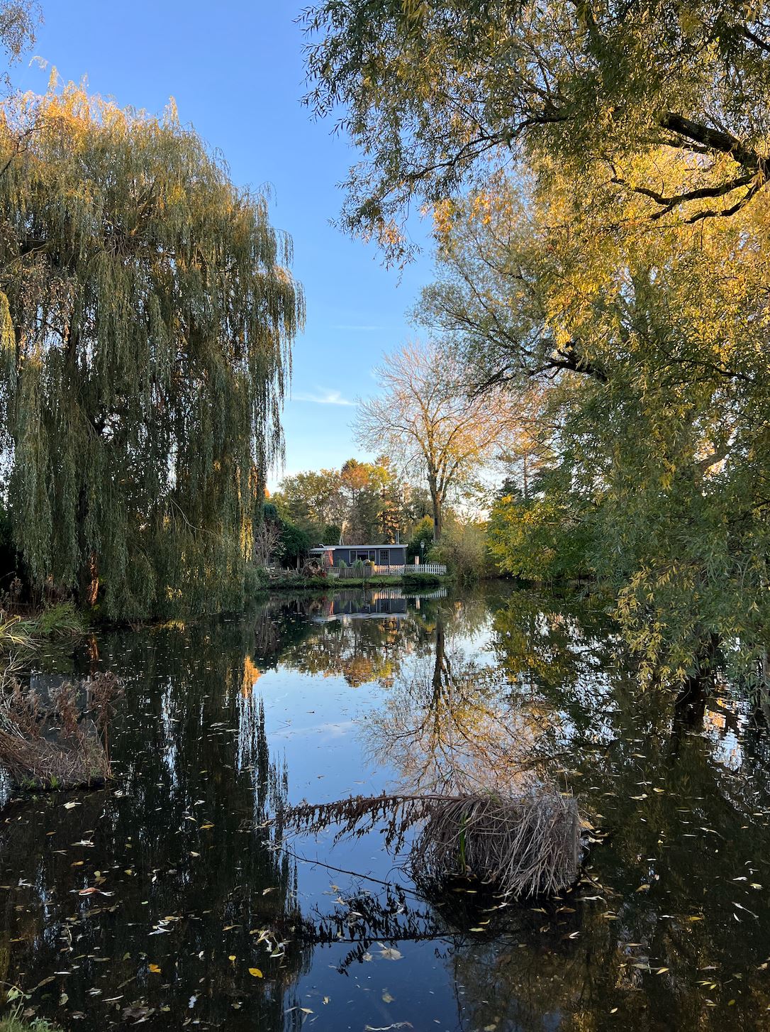 Wellness tips: What is forest bathing?