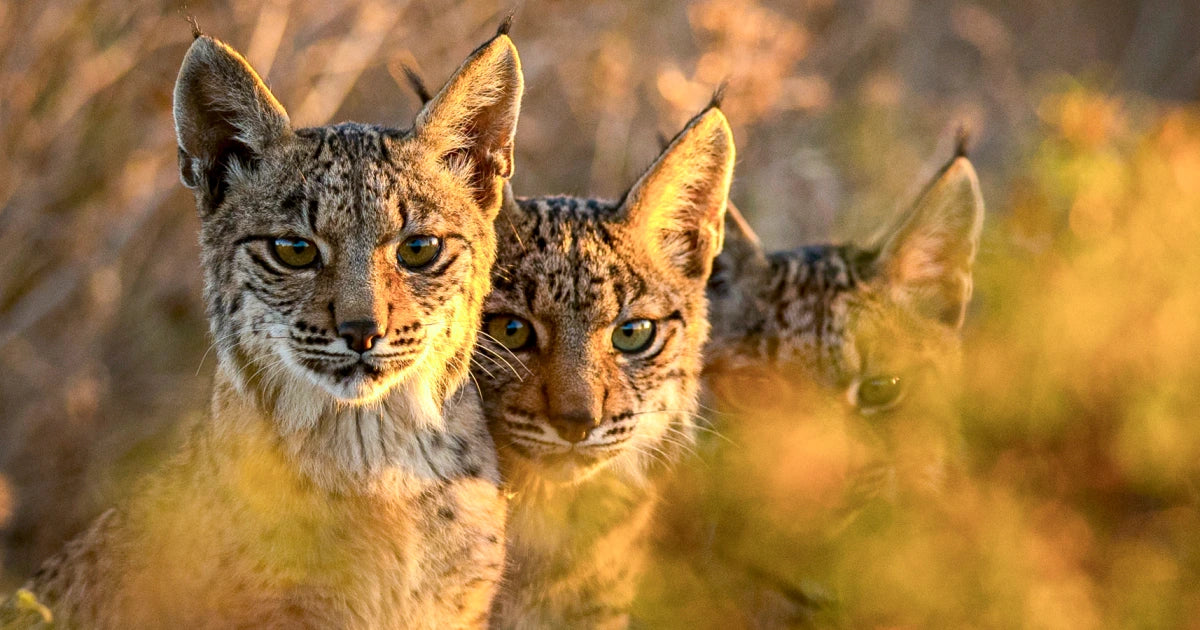 One of 36 UN Biodiversity Hotspots Left on our Planet