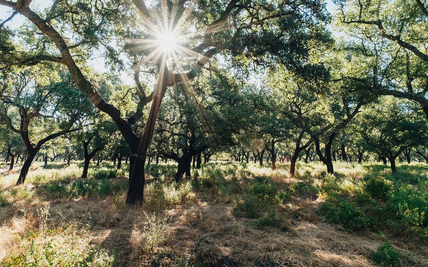 Sustainable by Nature